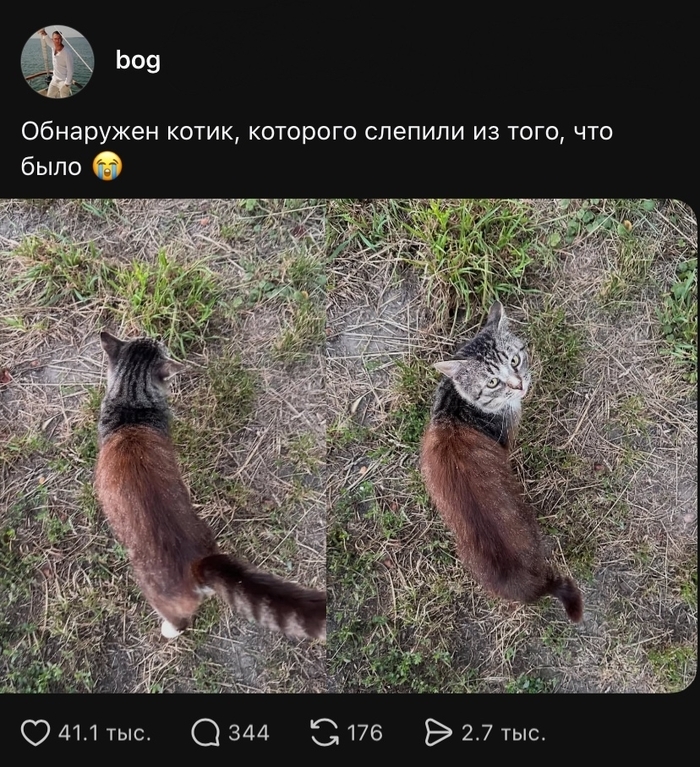 Необычный окрас шерсти кота
