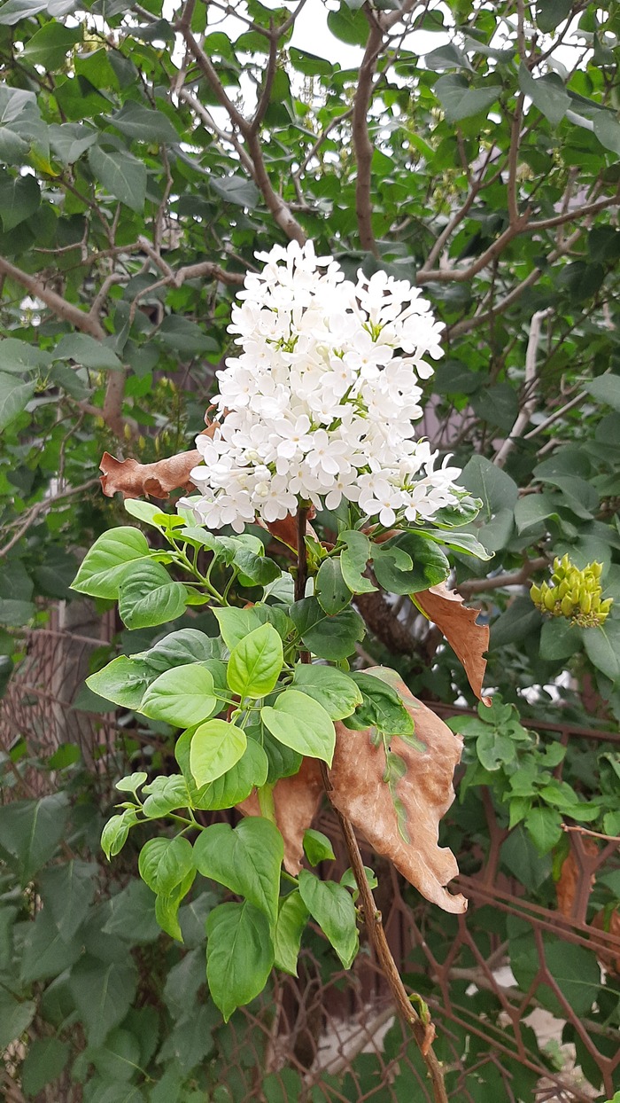 Фото сделано сегодня.