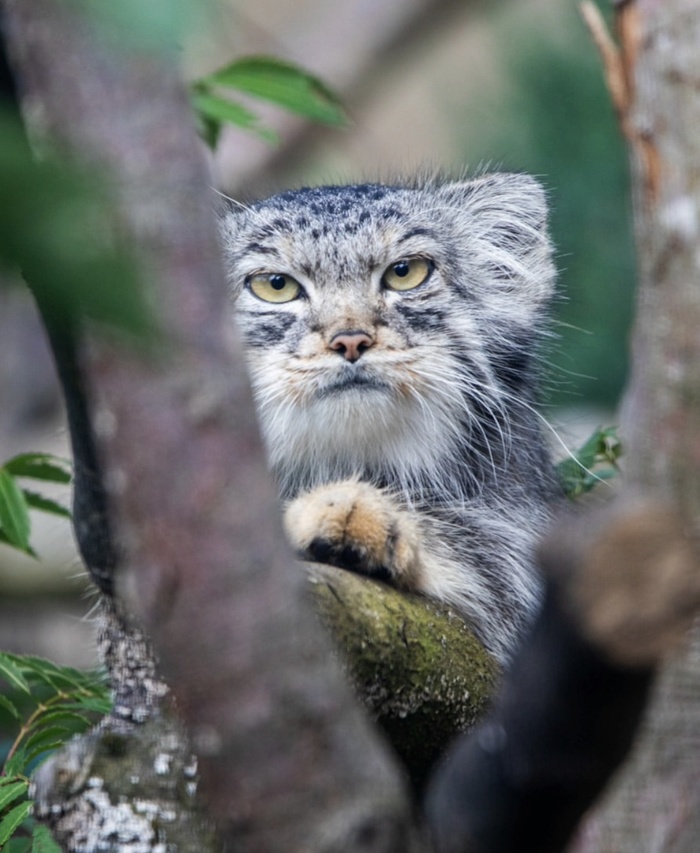 Герцогиня, Эдинбургский зоопарк, фото из аккаунта edinburghzoo