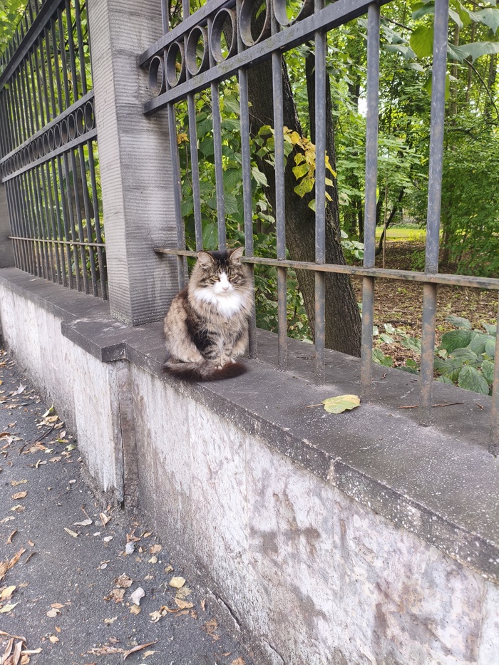 Кот у института мозга