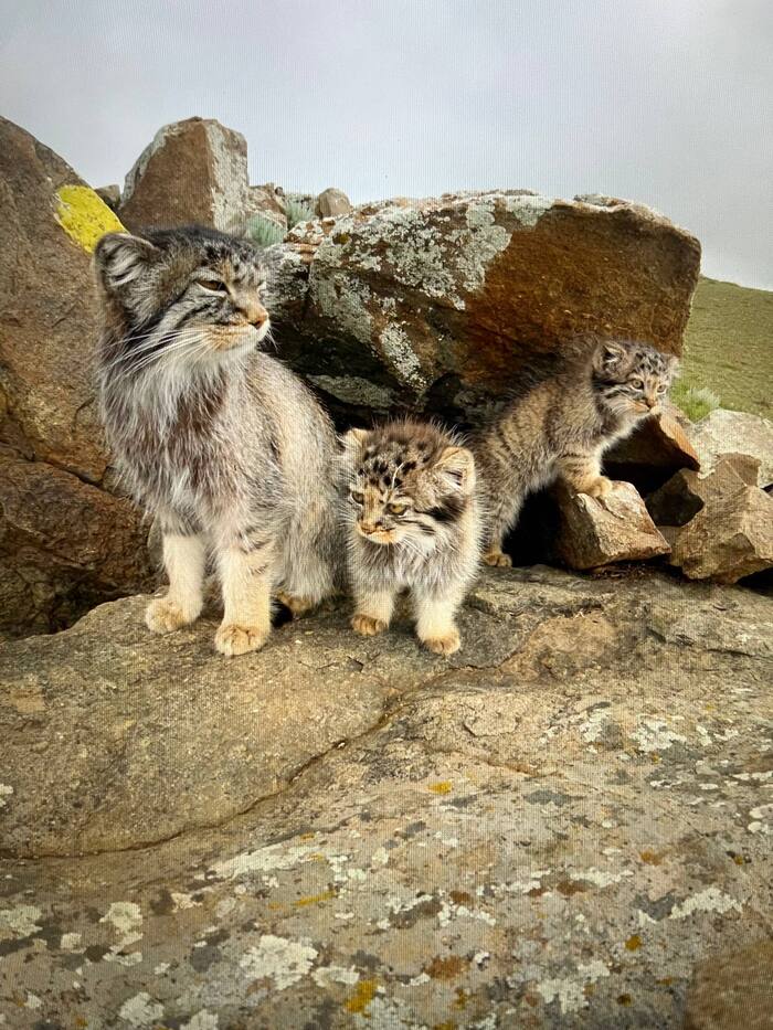 «Палласов кот»