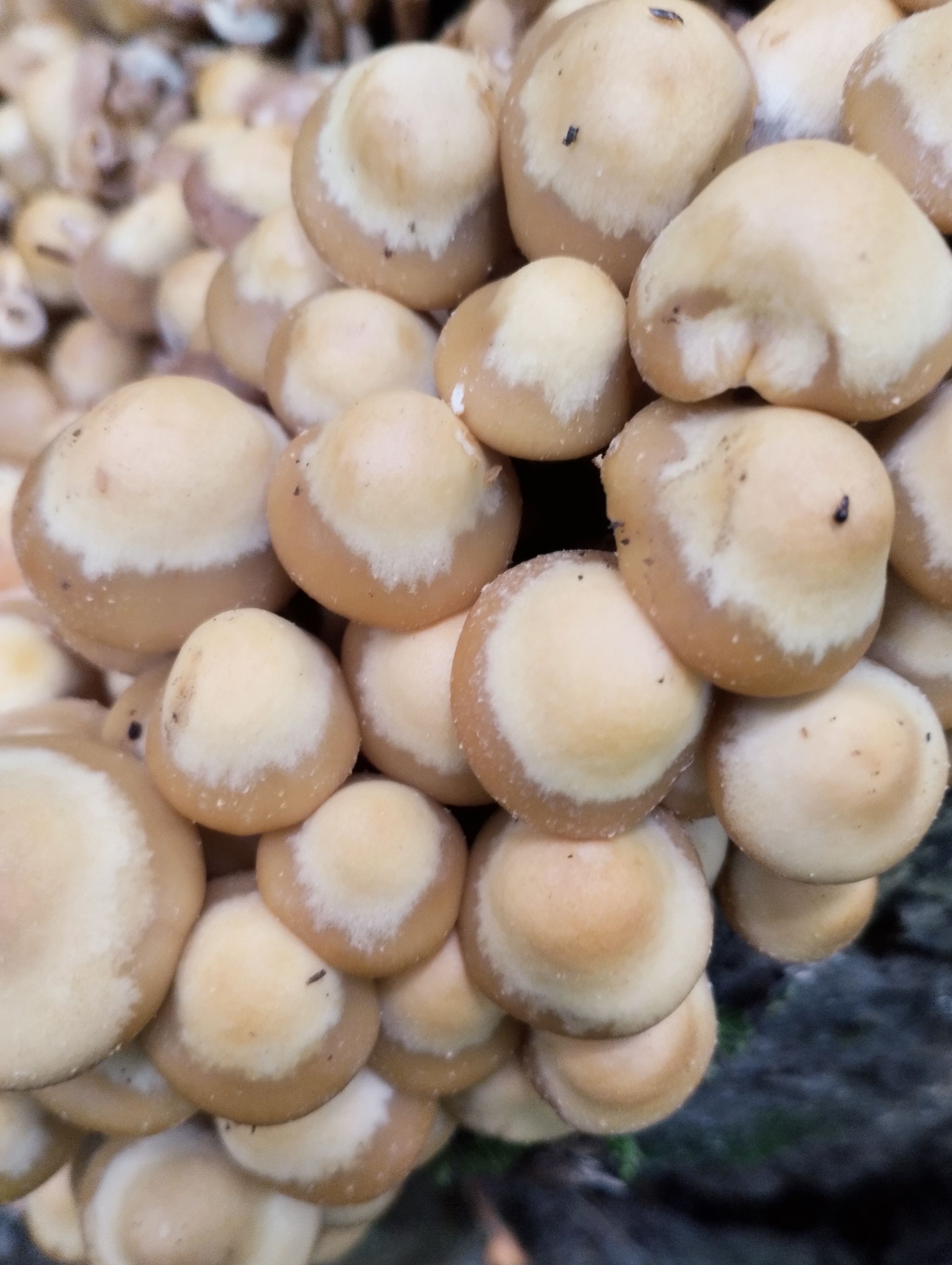 What kind of mushrooms are these? - My, Mushrooms, Mobile photography, Longpost