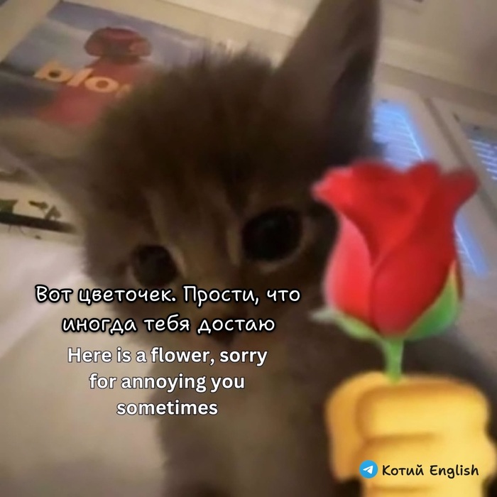 Вот цветочек. Прости, что иногда тебя достаю