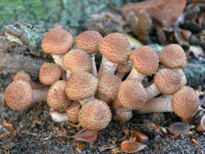 Опёнок тёмный (Armillaria ostoyae)
