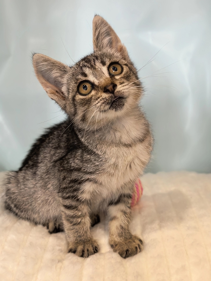 � � � � ������� 2,5 ������