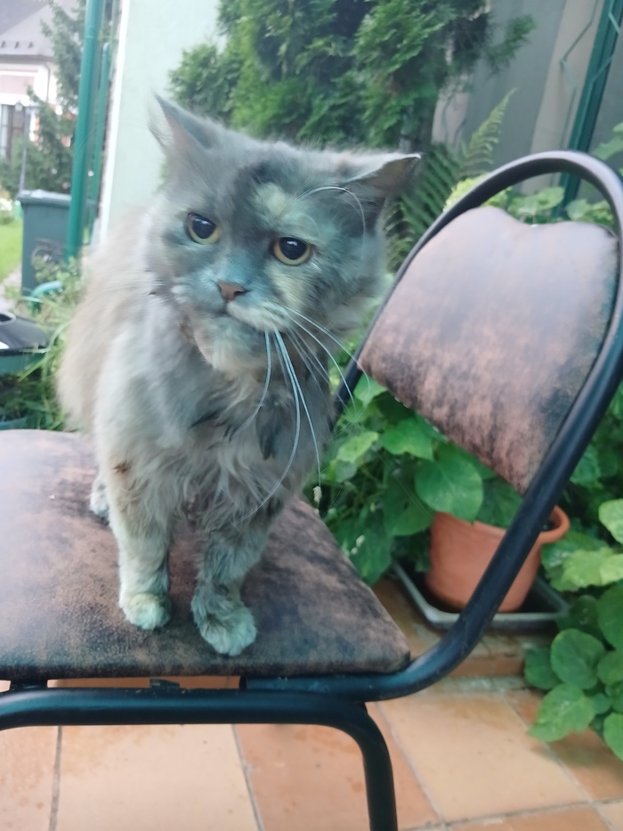 Котофея