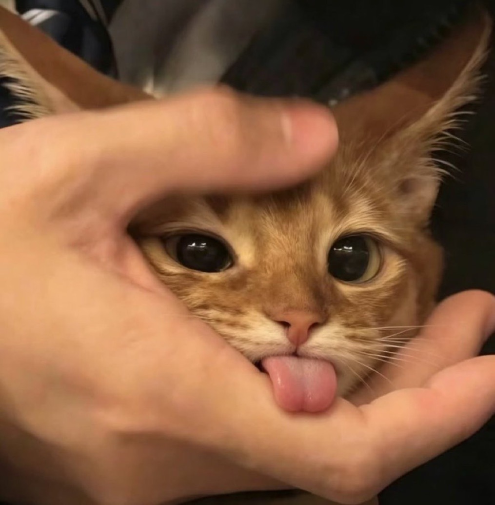 Koteiko - cat, Hand, The photo, Language