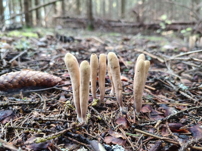 Clavariadelphus ligula (рус. Рогатик язычковый или Клавариадельфус язычковый) — это съедобный гриб необычной формы из семейства Гомфовые