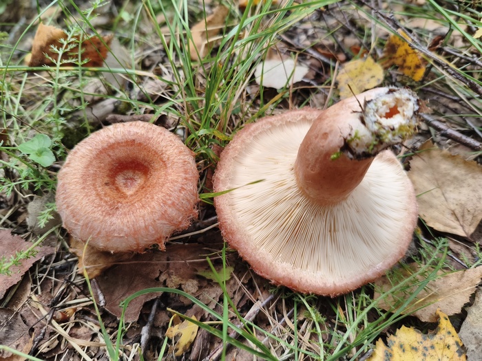Волнушка розовая (лат. Lactarius torminosus, в народе — волжанка, краснуха)