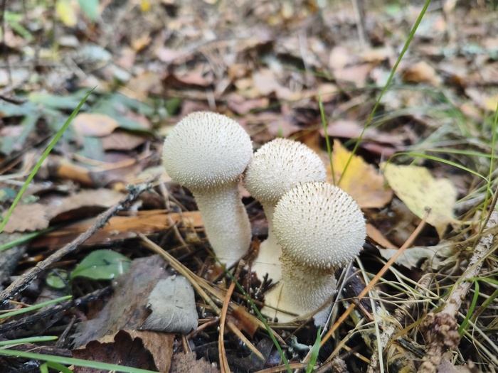 Lycoperdon perlatum (русское название — дождевик шиповатый или дождевик жемчужный