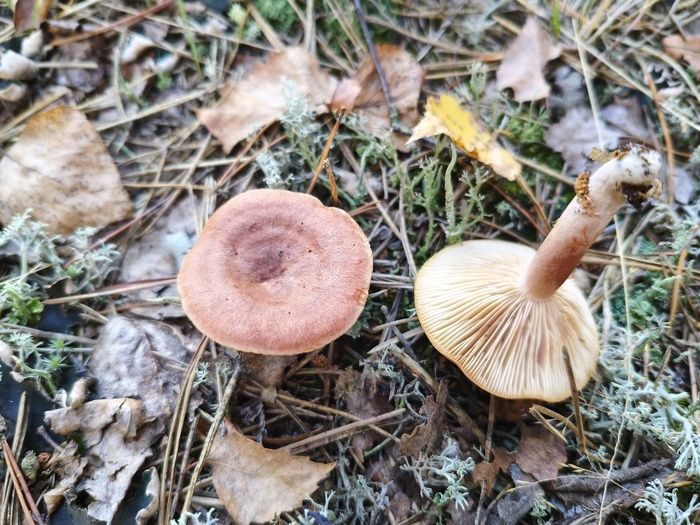 ПРЕДПОЛОЖИТЕЛЬНО Горьку́шка (лат. Lactarius rufus)