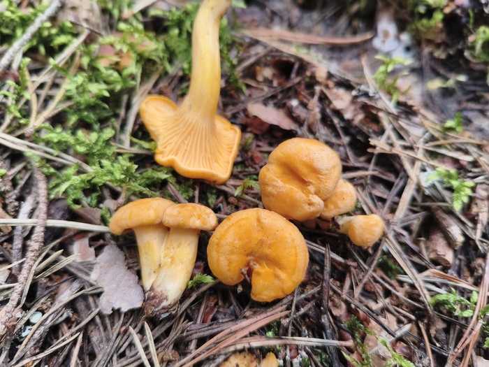Лисичка обыкновенная (лат. Cantharellus cibarius)