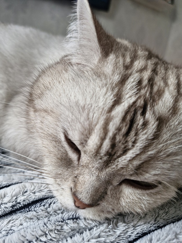 Кот Барсентий Укусов