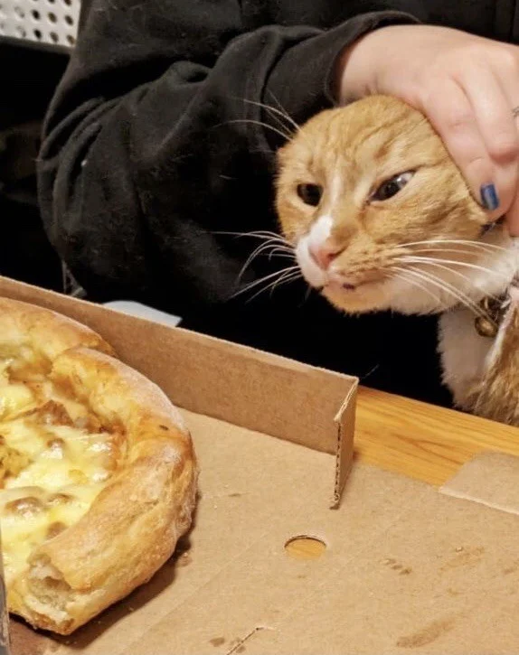 What's there to eat? - cat, Food, Curiosity, Plate, Longpost, A selection, The photo