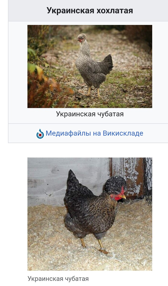 Ответ на пост «А вы тоже заметили?»