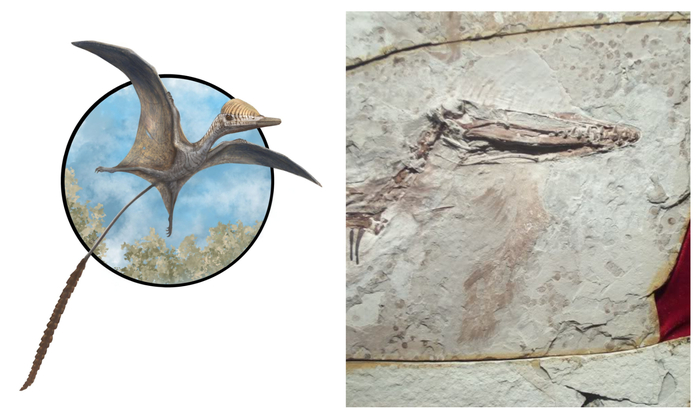 Художественная реконструкция и окаменелость Pterorhynchus wellnhoferi.