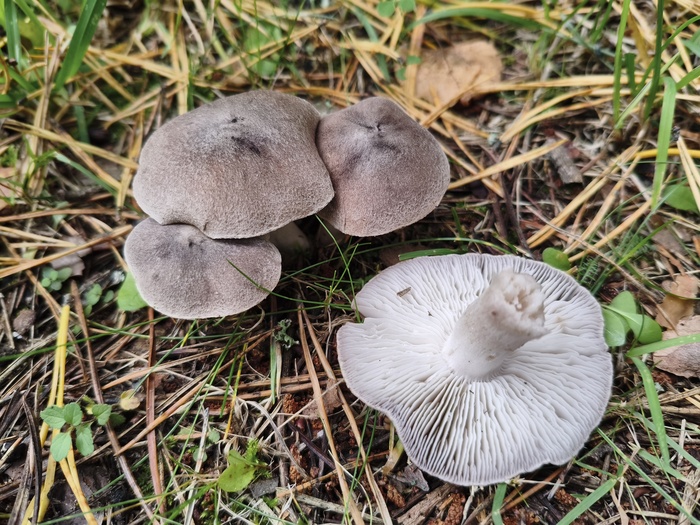 ������� ��������� (���. Tricholoma terreum)