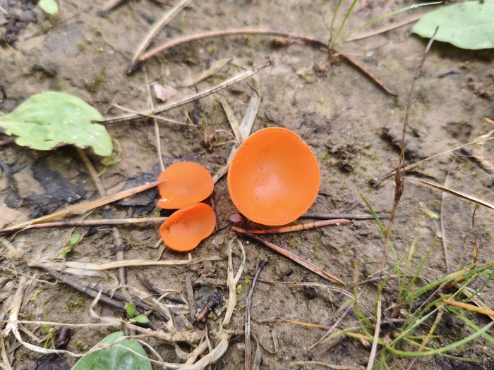 Алеврия оранжевая (лат. Aleuria aurantia)