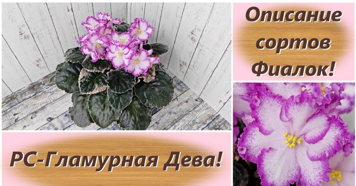 Description of Violet varieties! RS - Glamorous Maiden! - Series Varietal violets, My, Growing, Houseplants, Plant growing, Rutube, Plants, Flowers, Botany, Floriculture, Entertaining botany, Bloom, Saintpaulia, Gardening, Violets, Variety, Garden, Video