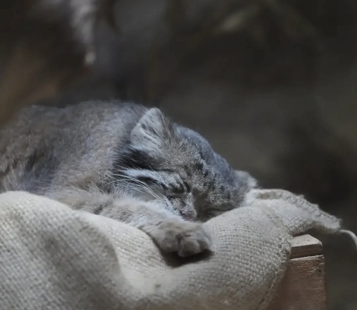 Клён, зоопарк Уэно, фотограф pallas_cat_gon