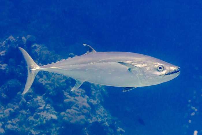 Dogtooth tuna