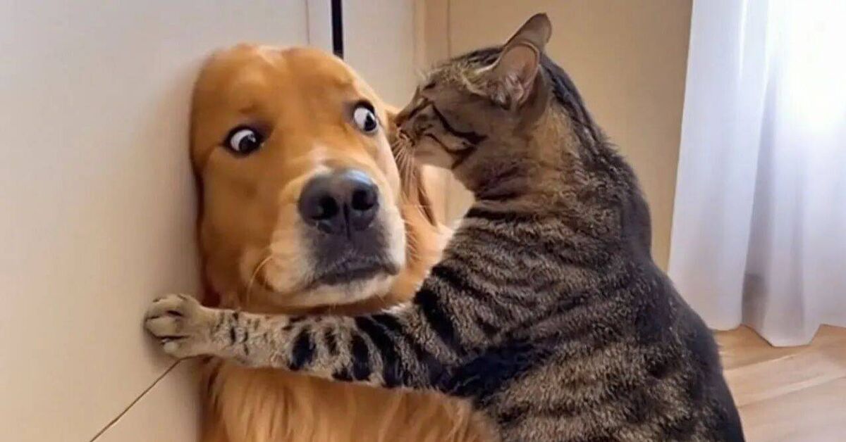 Funny and amusing animals))) - Rutube, Animals, Pets, cat, Dog, Kittens, Puppies, Cat lovers, Cats and dogs together, Dog lovers, Video