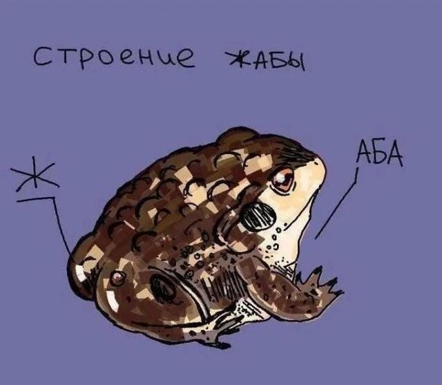 It is Wednesday my dudes