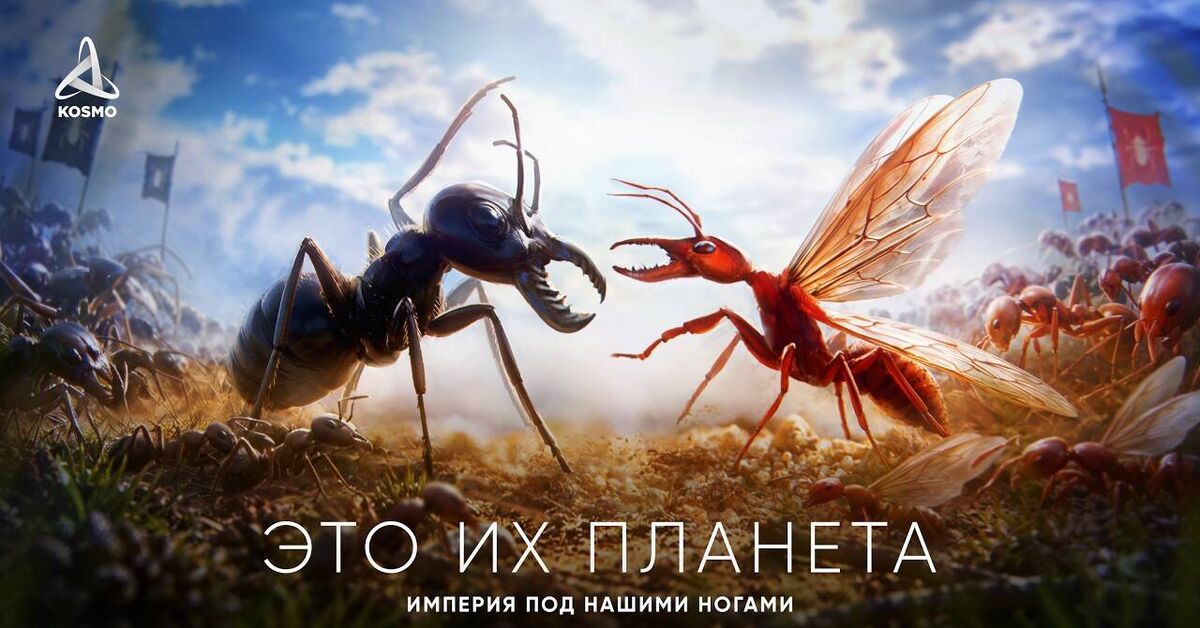 The Empire Beneath Our Feet: How Ants Conquered the Earth - My, Planet, Ants, Planet Earth, The science, Video, Youtube