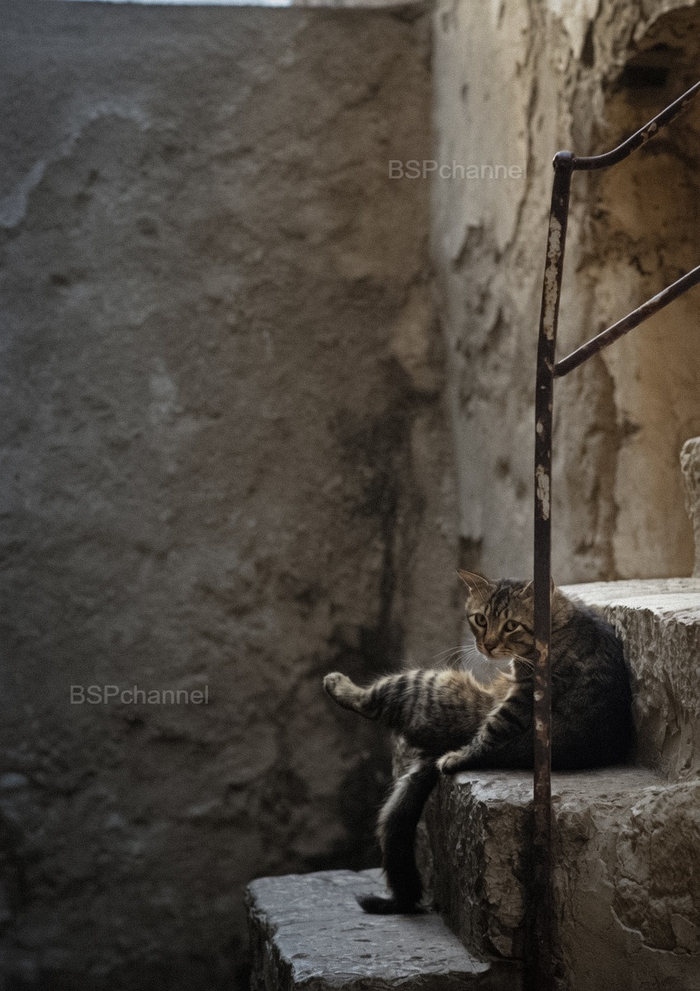 Фотограф: Фердинандо Шанна