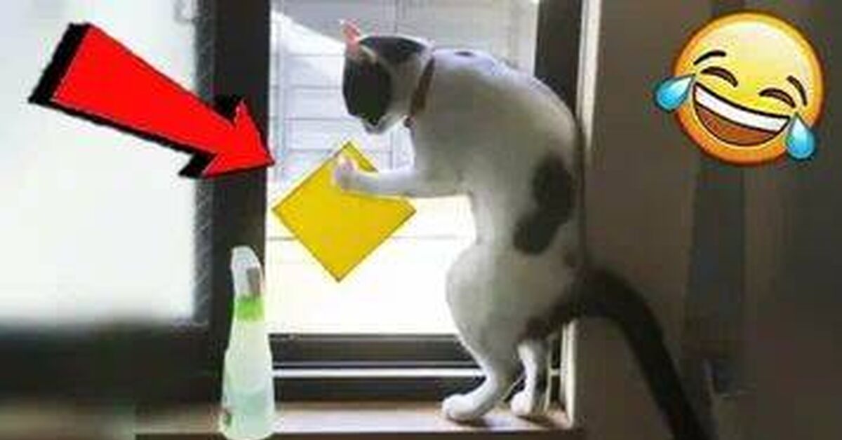 Funny and amusing animals))) - Rutube, cat, Dog, Animals, Pets, Cat lovers, Dog lovers, Kittens, Milota, Funny, Cats and dogs together, Video
