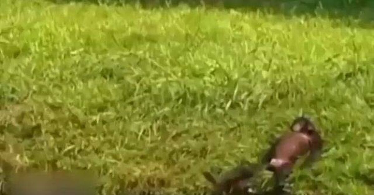 This is family life. - Rutube, Animals, Monkey, In the animal world, Video, Short videos