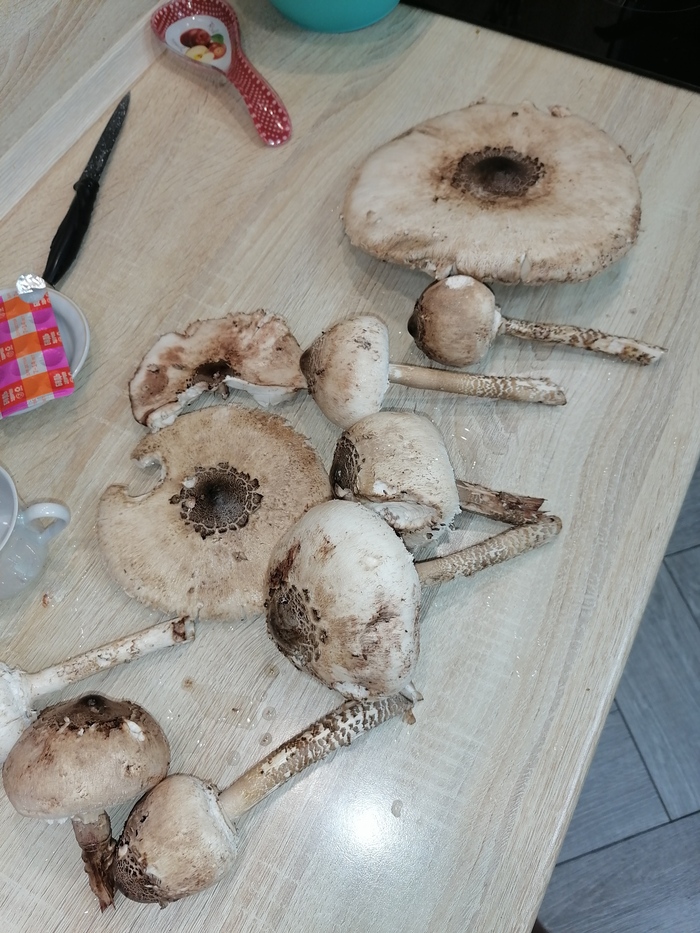 Грибы