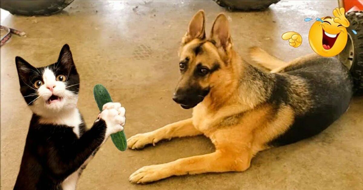 Funny and amusing animals))) - Rutube, Animals, Pets, cat, Dog, Dog lovers, Cat lovers, Cats and dogs together, Video