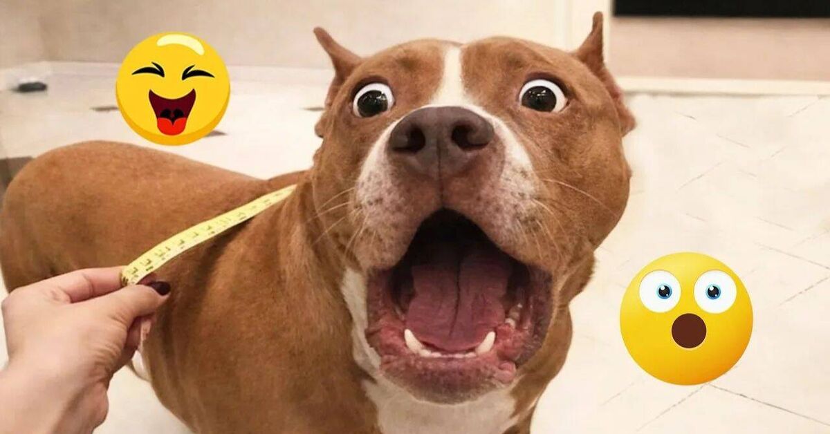 Funny and amusing animals))) - Rutube, Animals, Pets, Video