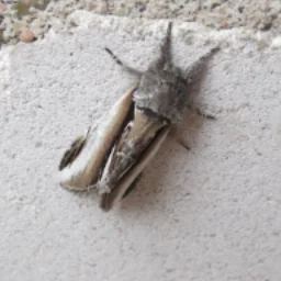 Kozpikcrua