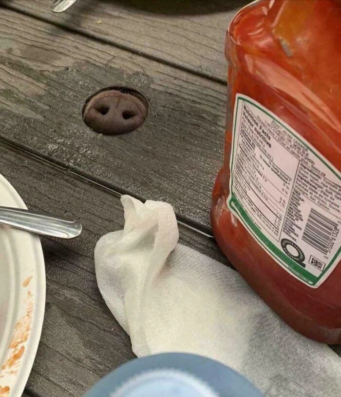 Нюхательное отверстие