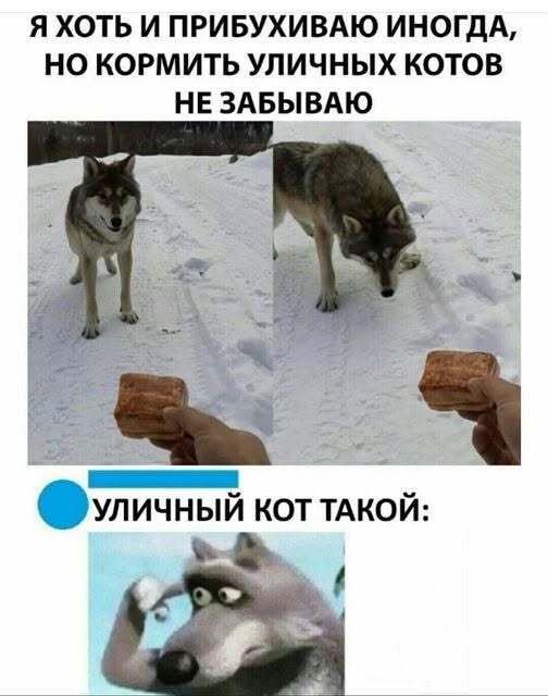 Волк не собака