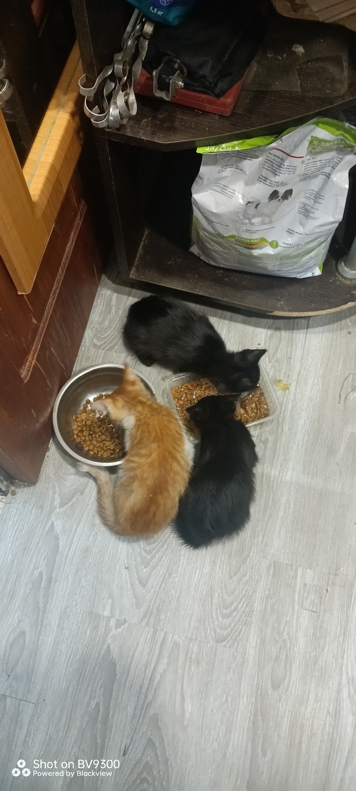 ������ ������ ����