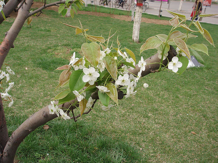 Груша Бретшнейдера (Pyrus Bretschneioderii). Фото с сайта <!--noindex--><a href="https://pikabu.ru/story/znamenityie_botaniki_ye_v_bretshneyder_14380342?u=http%3A%2F%2Fru.m.wikipedia.org&t=ru.m.wikipedia.org&h=e10ea223a9168a2c738cf2a2115fd9efa8e3c076" title="http://ru.m.wikipedia.org" target="_blank" rel="nofollow noopener">ru.m.wikipedia.org</a><!--/noindex-->.