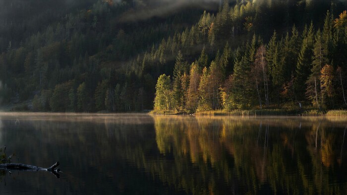 Осенний лес