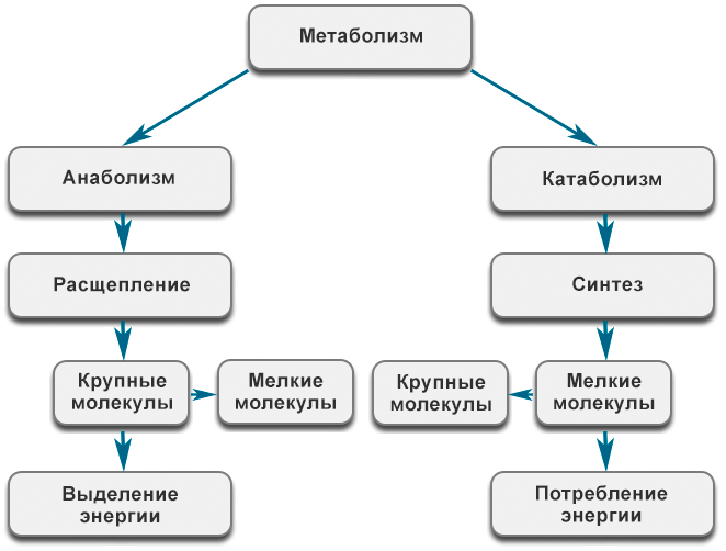 Почему метаболизм нельзя «взломать»: 5 фактов, о которых молчат продавцы чудо-таблеток