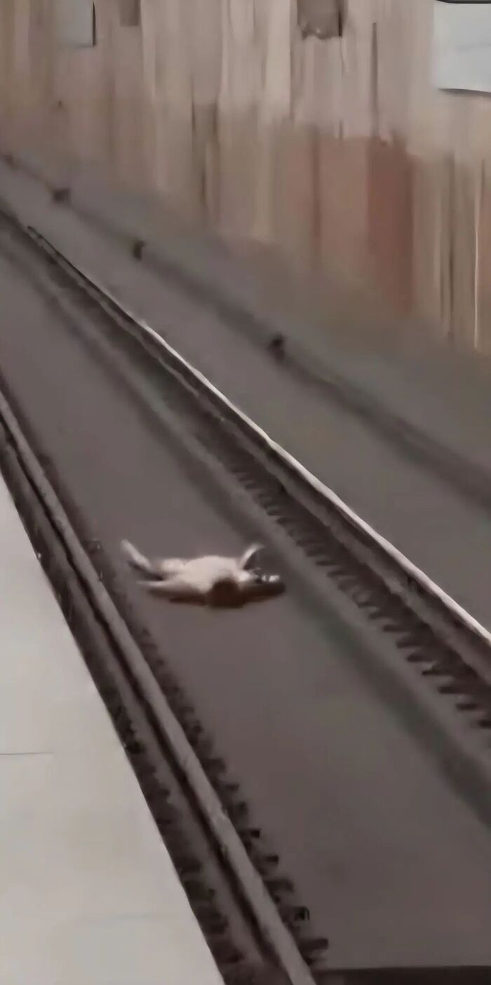 Голый в метро на рельсах