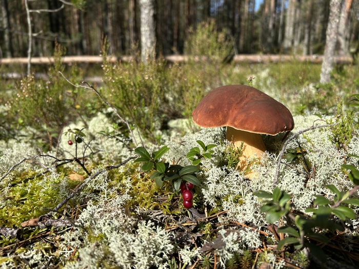 Вологодская область