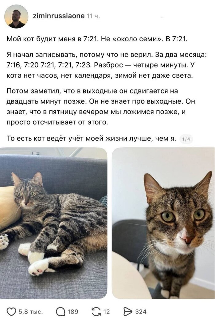 Шерстяной будильник