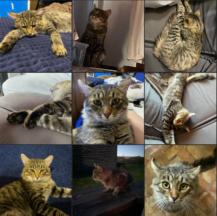 Москва! Разыскиваются хозяева для взрослого котика!
