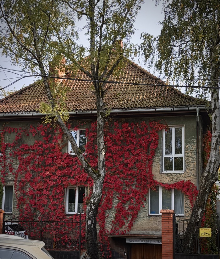 Осень в Калининграде