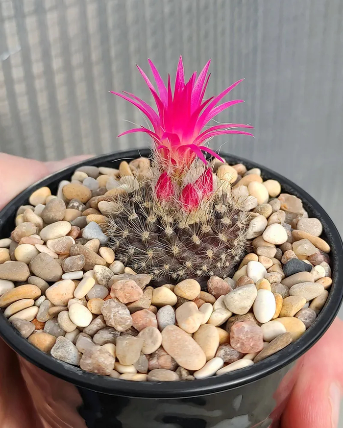 ���� �� ��������� ������� ������ 