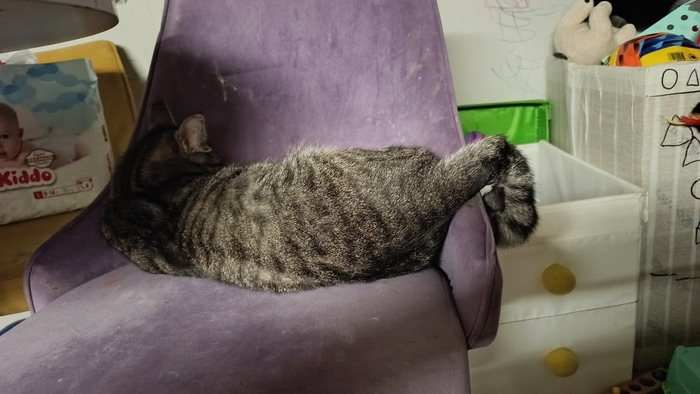 Наш котя спит