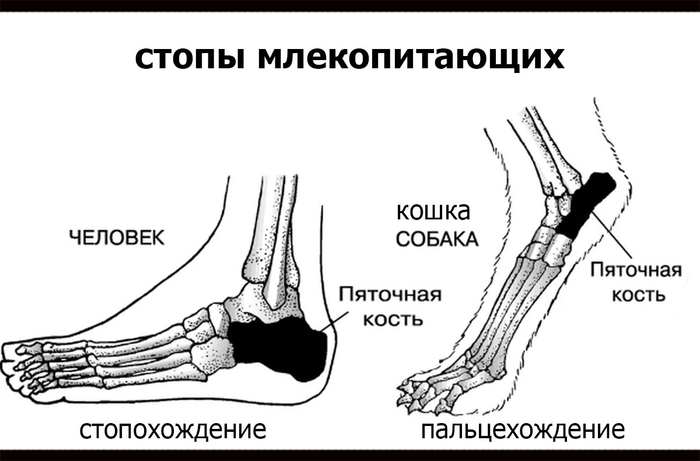 Кошки опираются на "пятки" лишь когда сидят, либо когда встают столбиком (поза крайней заинтересованности).