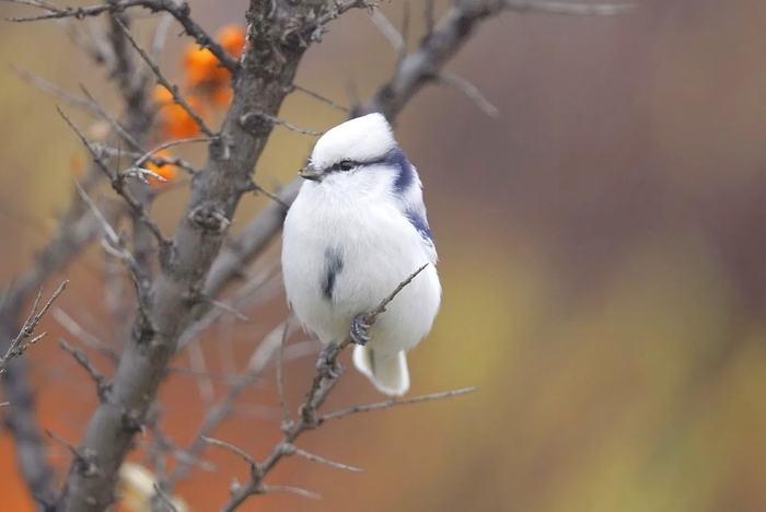 Сезон "Можно уже не худать" объявляется открытым